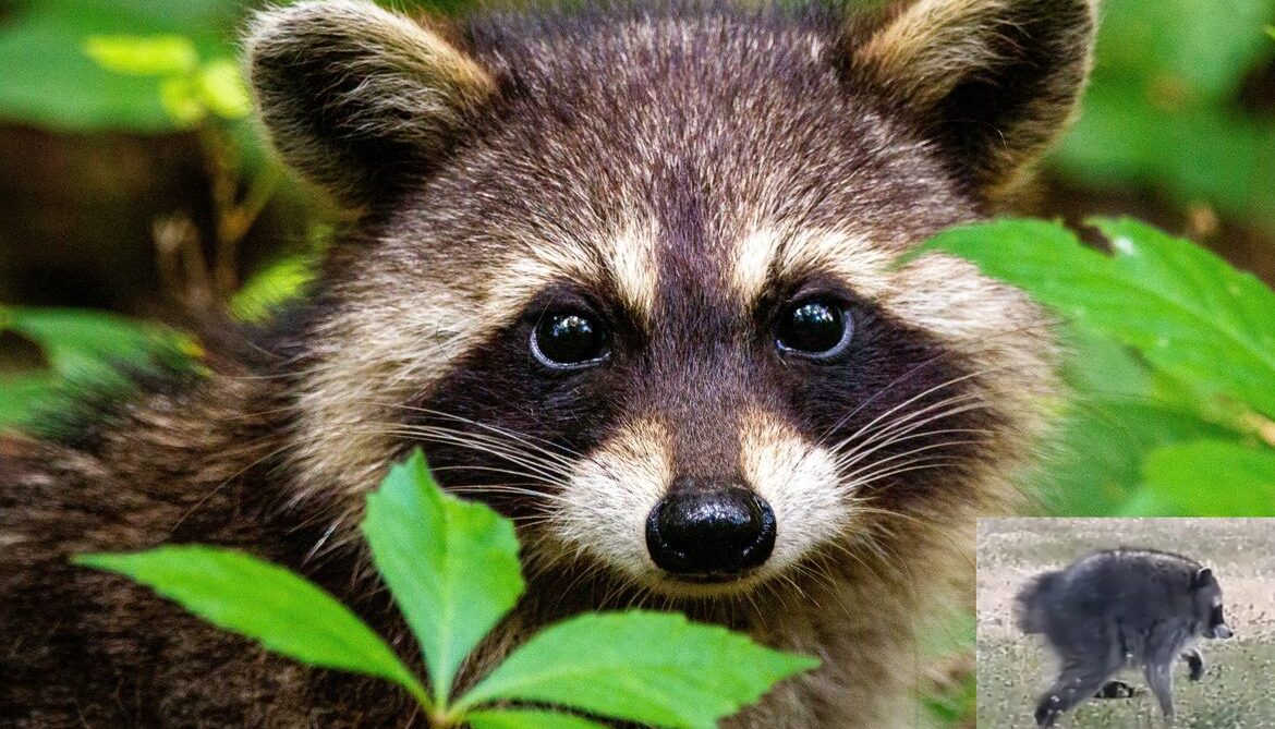  UCLA Newsroom: ‘What it means to be human’: Lessons from Jimothy, Seattle’s viral raccoon